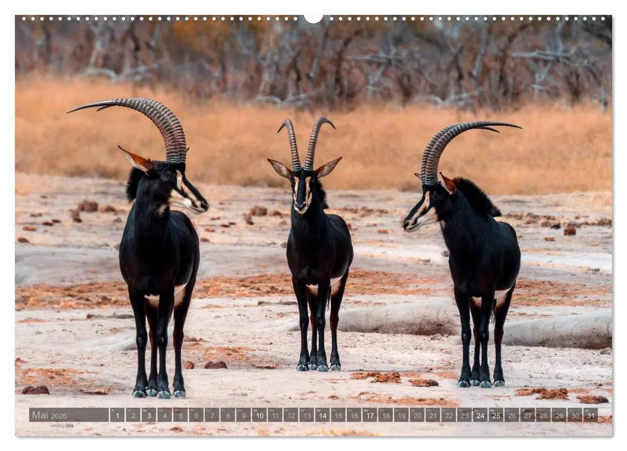Bild: 9783516059410 | Botswana - Landschaft und Tierwelt (Wandkalender 2026 DIN A2 quer),...