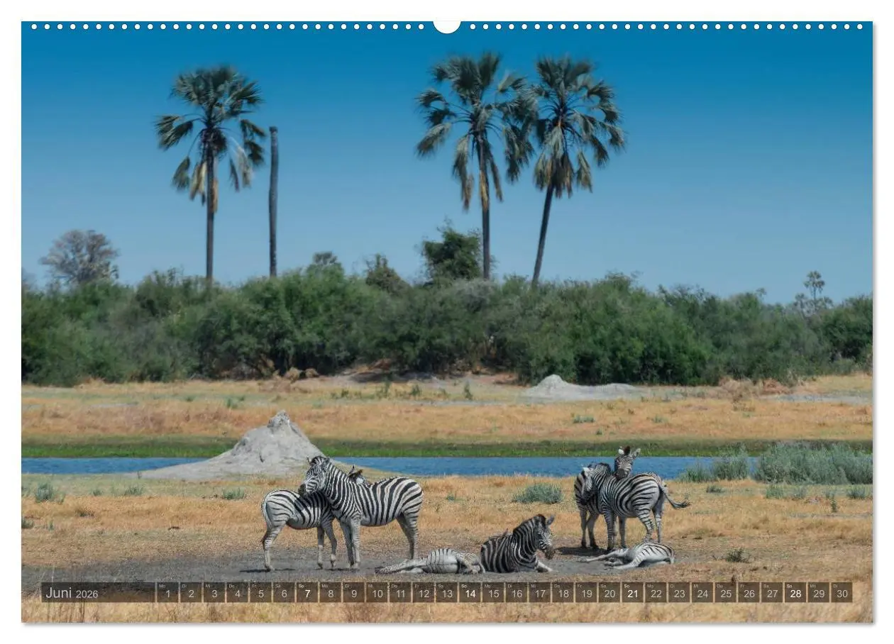 Bild: 9783516059410 | Botswana - Landschaft und Tierwelt (Wandkalender 2026 DIN A2 quer),...