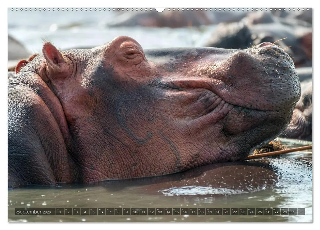 Bild: 9783516059410 | Botswana - Landschaft und Tierwelt (Wandkalender 2026 DIN A2 quer),...