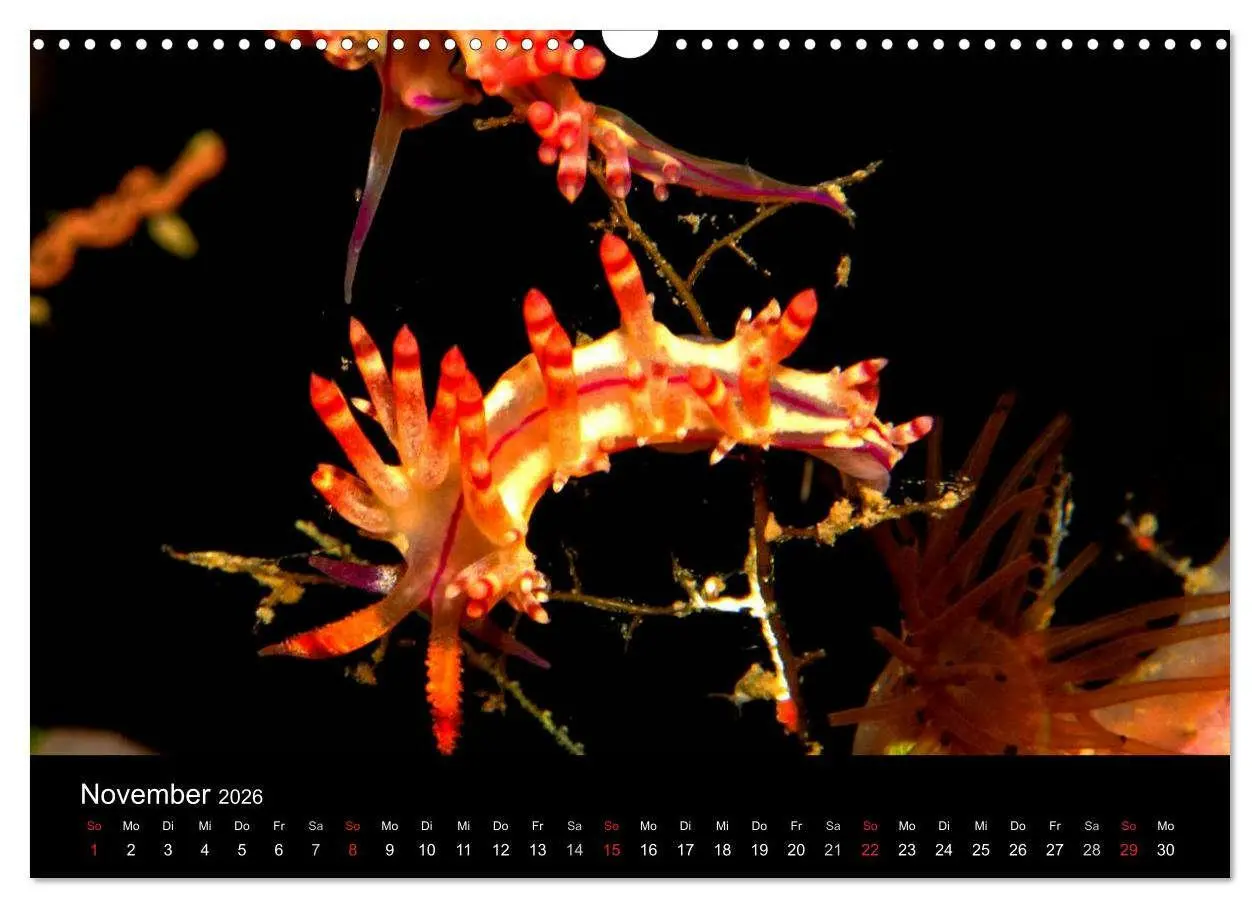 Bild: 9783516129410 | Faszination Makro Unterwasser (Wandkalender 2026 DIN A3 quer),...