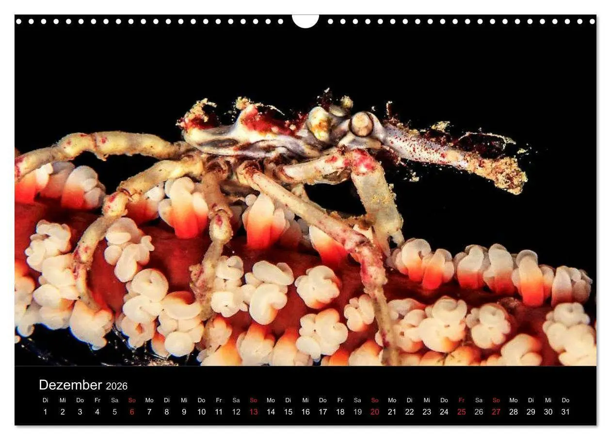 Bild: 9783516129410 | Faszination Makro Unterwasser (Wandkalender 2026 DIN A3 quer),...