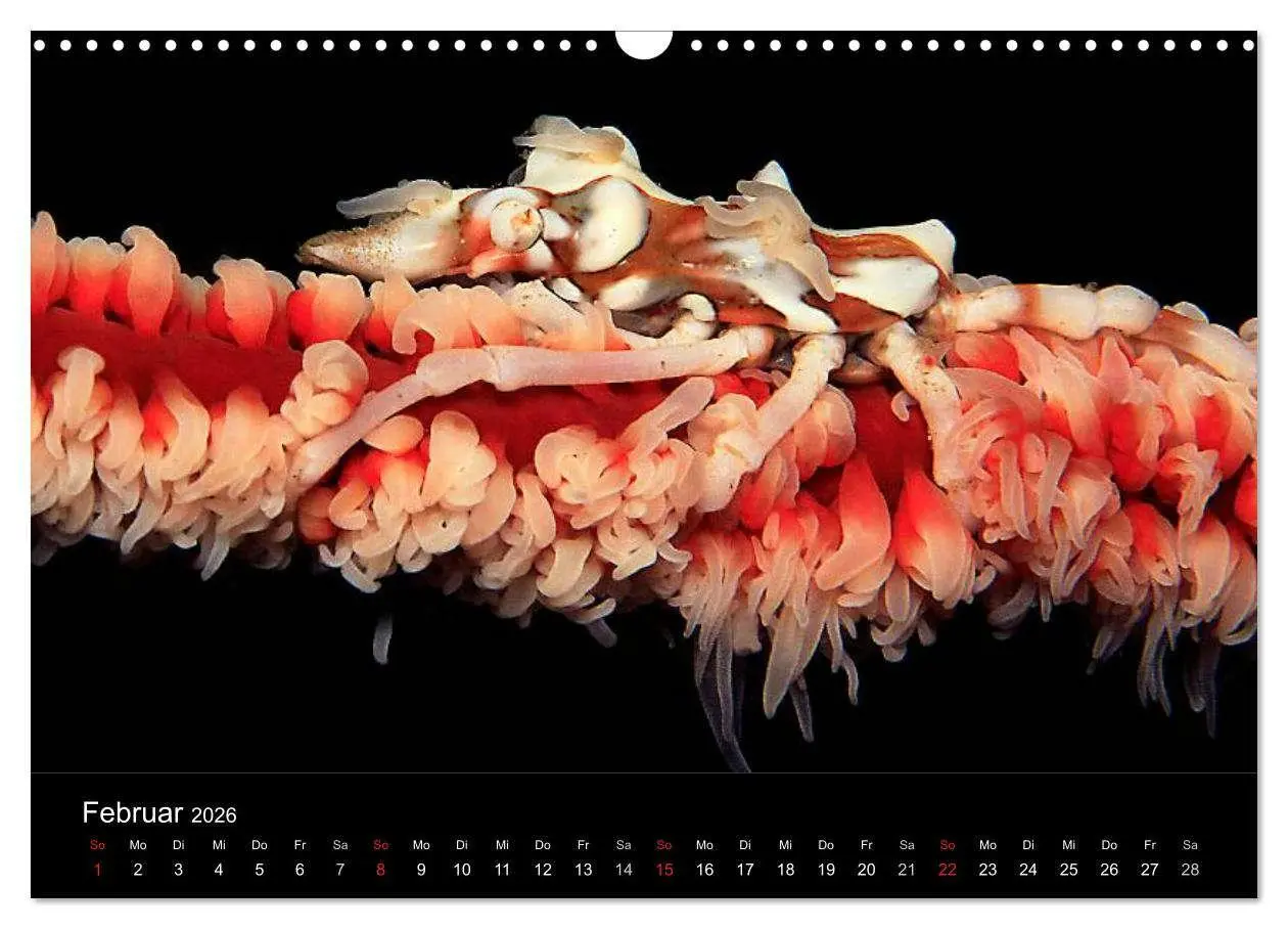 Bild: 9783516129410 | Faszination Makro Unterwasser (Wandkalender 2026 DIN A3 quer),...