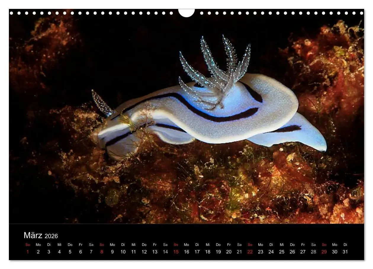 Bild: 9783516129410 | Faszination Makro Unterwasser (Wandkalender 2026 DIN A3 quer),...
