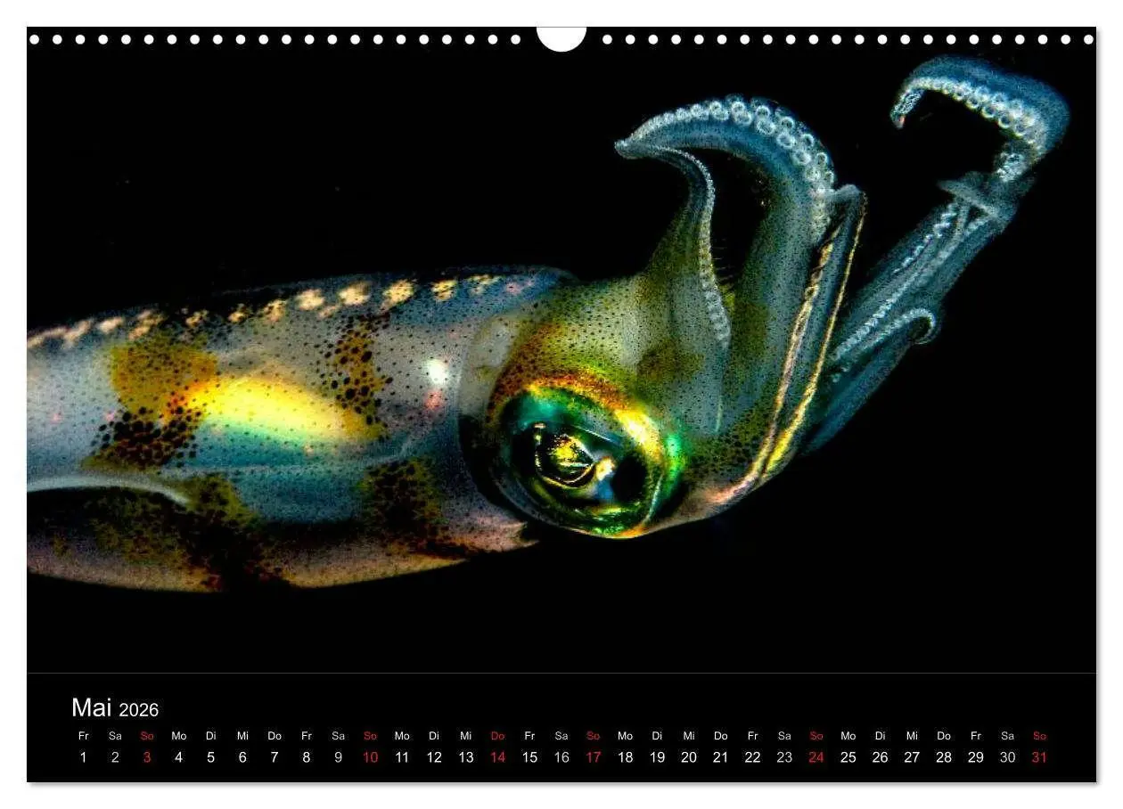 Bild: 9783516129410 | Faszination Makro Unterwasser (Wandkalender 2026 DIN A3 quer),...