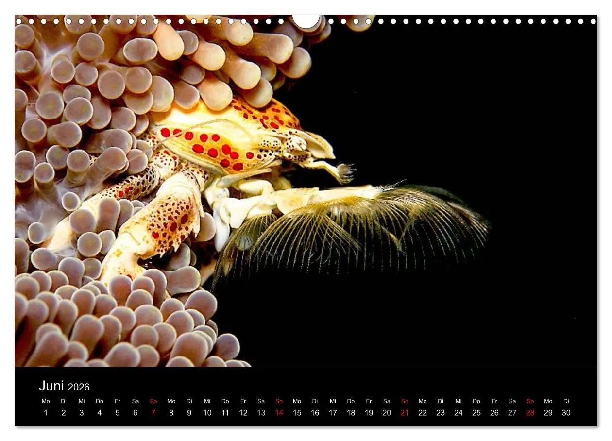 Bild: 9783516129410 | Faszination Makro Unterwasser (Wandkalender 2026 DIN A3 quer),...