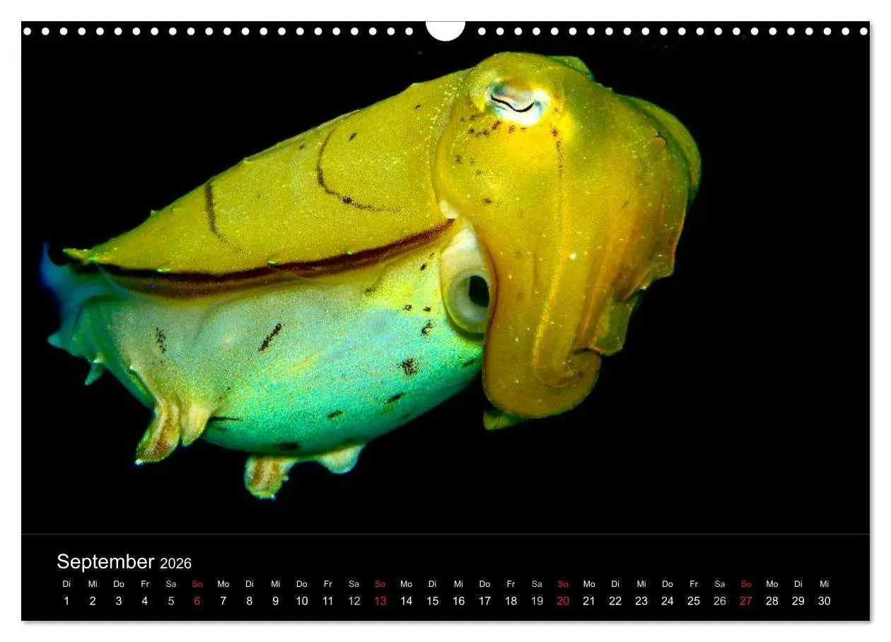 Bild: 9783516129410 | Faszination Makro Unterwasser (Wandkalender 2026 DIN A3 quer),...