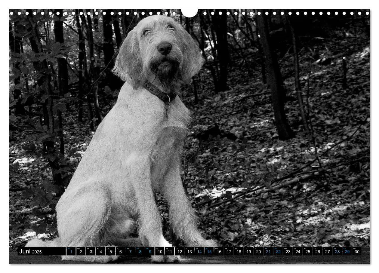 Bild: 9783435629510 | Carissimo Spinone Italiano (Wandkalender 2025 DIN A3 quer),...