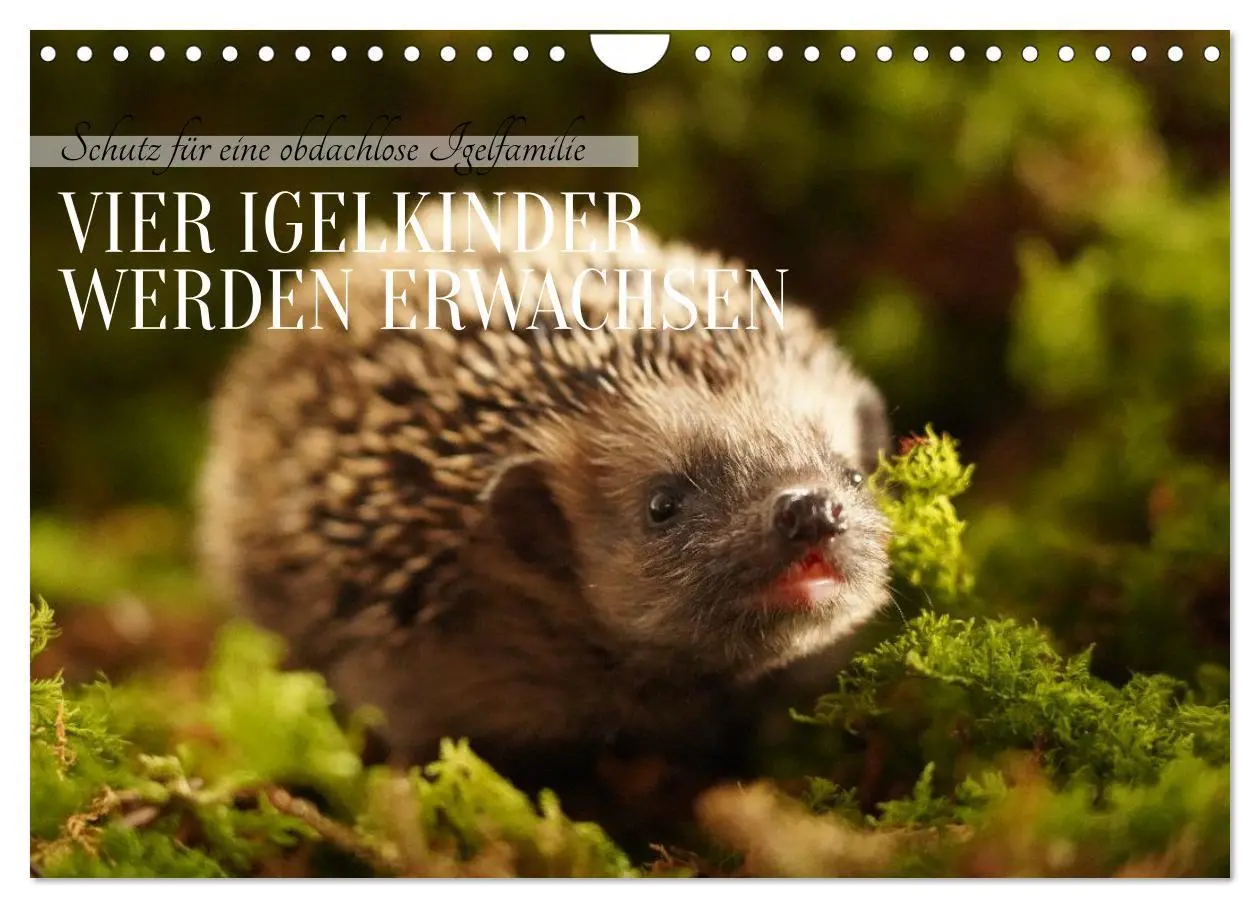 Cover: 9783516599510 | Schutz für eine obdachlose Igelfamilie - Vier Igelkinder werden...