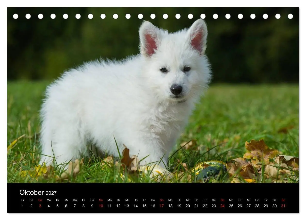 Bild: 9783594179710 | Weißer Schweizer Schäferhund (Tischkalender 2027 DIN A5 quer),...