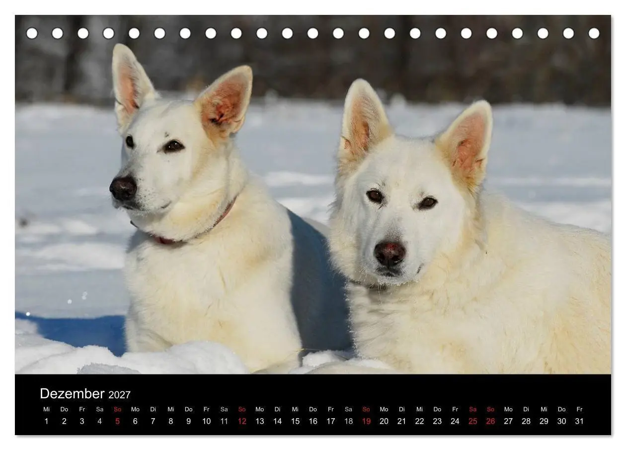 Bild: 9783594179710 | Weißer Schweizer Schäferhund (Tischkalender 2027 DIN A5 quer),...