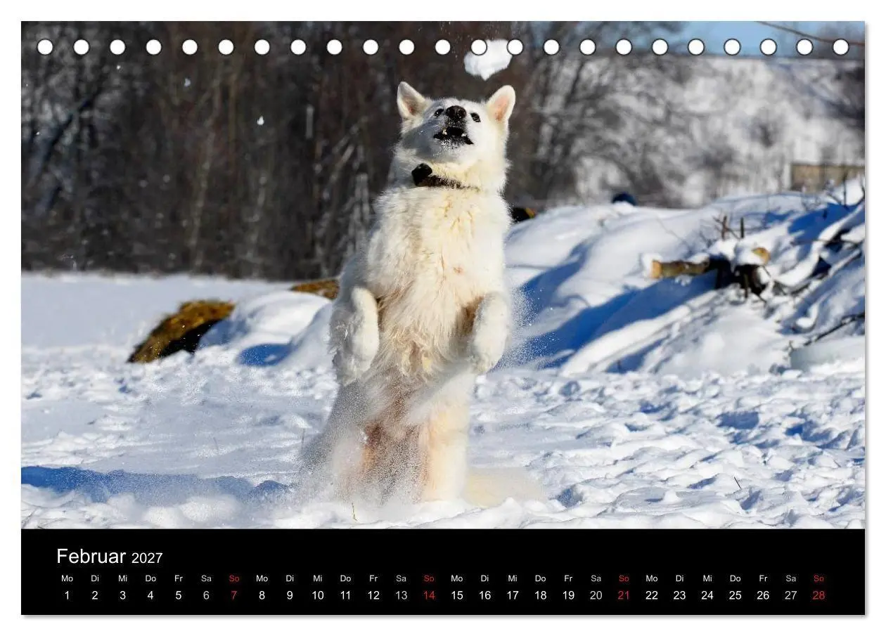 Bild: 9783594179710 | Weißer Schweizer Schäferhund (Tischkalender 2027 DIN A5 quer),...