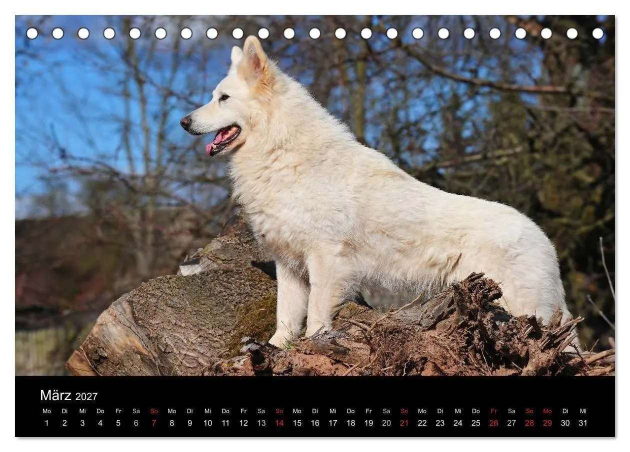 Bild: 9783594179710 | Weißer Schweizer Schäferhund (Tischkalender 2027 DIN A5 quer),...