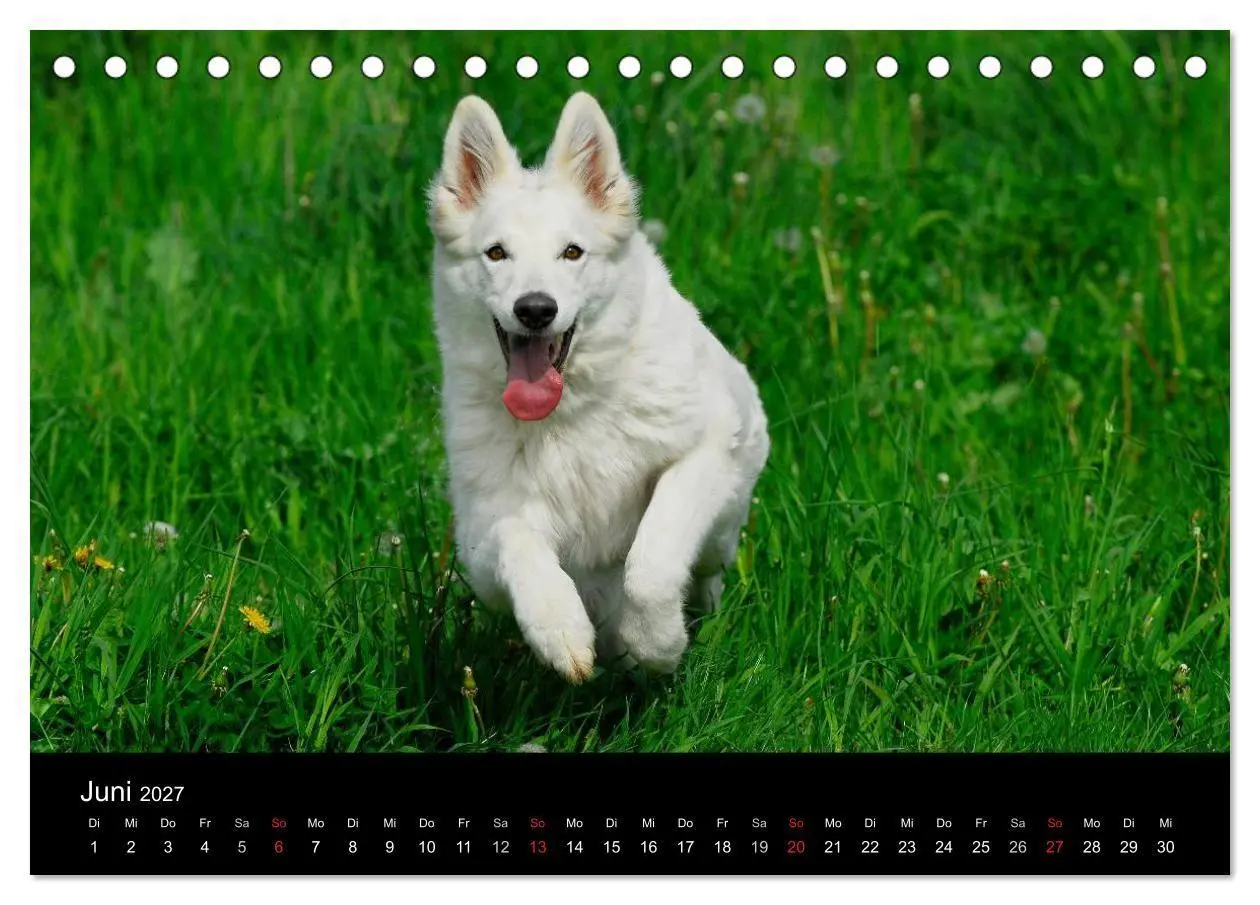 Bild: 9783594179710 | Weißer Schweizer Schäferhund (Tischkalender 2027 DIN A5 quer),...