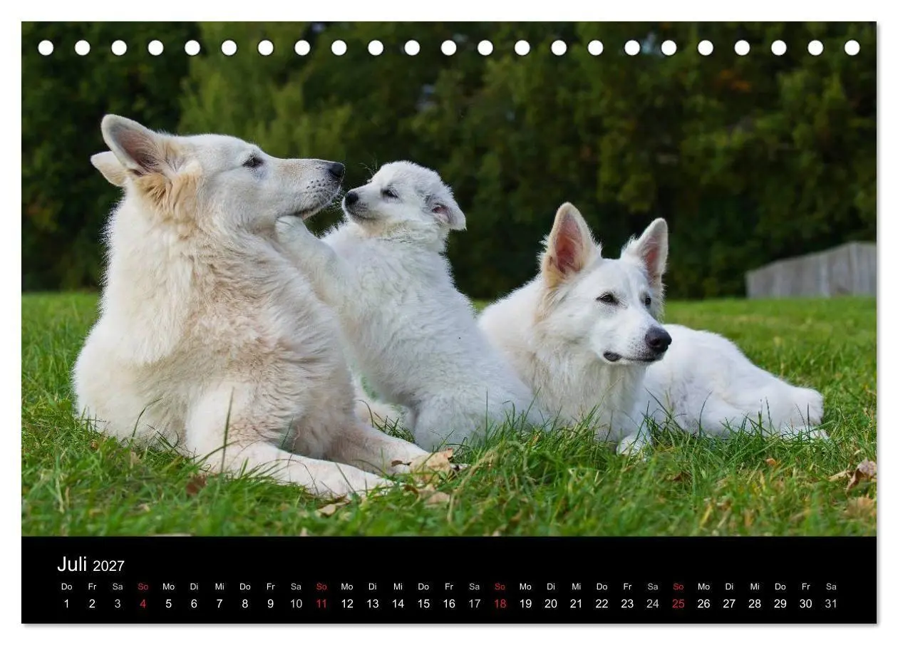 Bild: 9783594179710 | Weißer Schweizer Schäferhund (Tischkalender 2027 DIN A5 quer),...