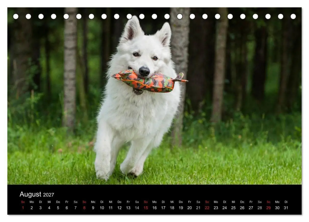 Bild: 9783594179710 | Weißer Schweizer Schäferhund (Tischkalender 2027 DIN A5 quer),...