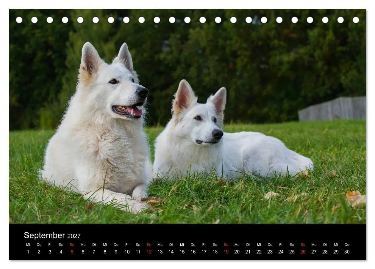 Bild: 9783594179710 | Weißer Schweizer Schäferhund (Tischkalender 2027 DIN A5 quer),...