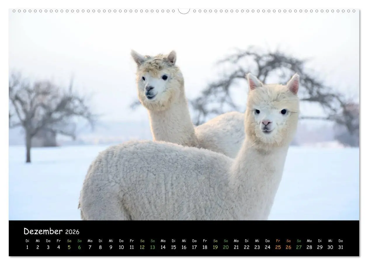 Bild: 9783516019810 | Alpakas zum Verlieben (Wandkalender 2026 DIN A2 quer), CALVENDO...