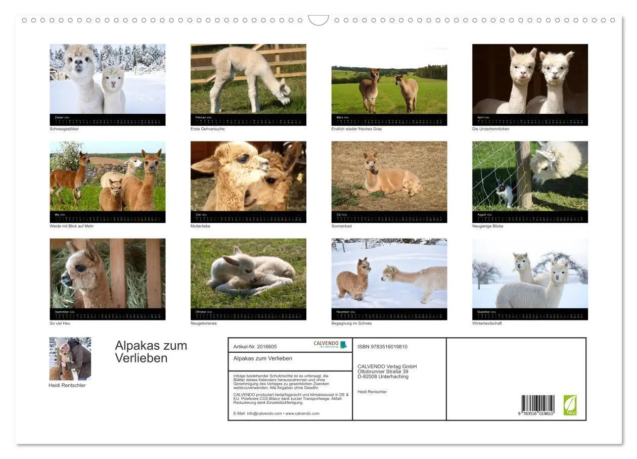 Bild: 9783516019810 | Alpakas zum Verlieben (Wandkalender 2026 DIN A2 quer), CALVENDO...