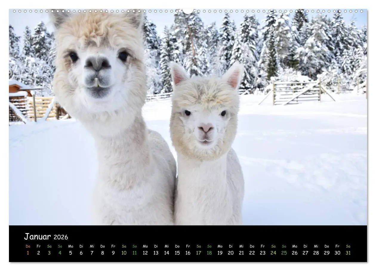 Bild: 9783516019810 | Alpakas zum Verlieben (Wandkalender 2026 DIN A2 quer), CALVENDO...