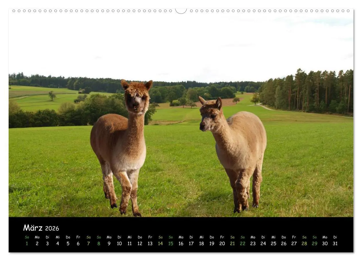 Bild: 9783516019810 | Alpakas zum Verlieben (Wandkalender 2026 DIN A2 quer), CALVENDO...