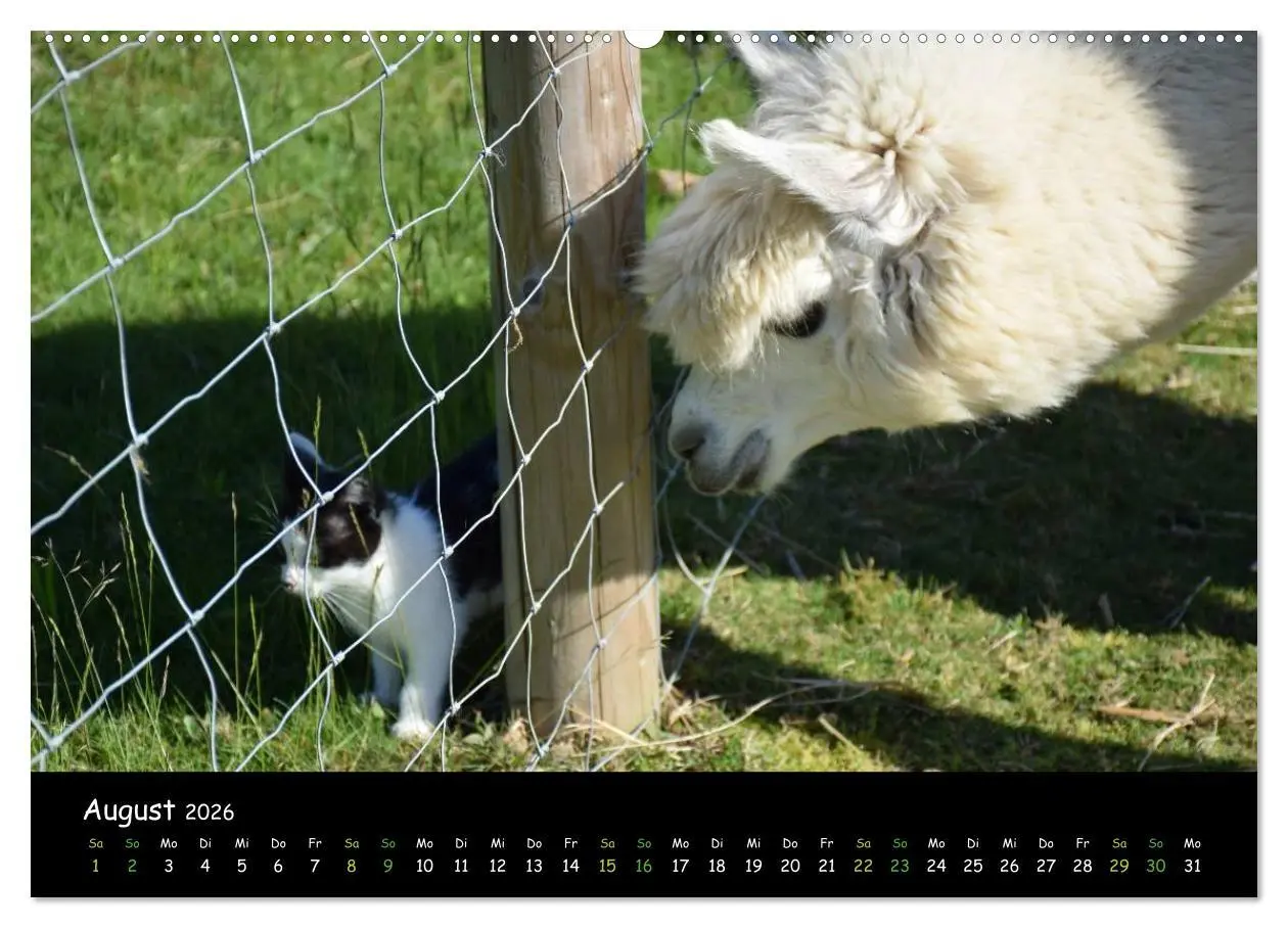 Bild: 9783516019810 | Alpakas zum Verlieben (Wandkalender 2026 DIN A2 quer), CALVENDO...