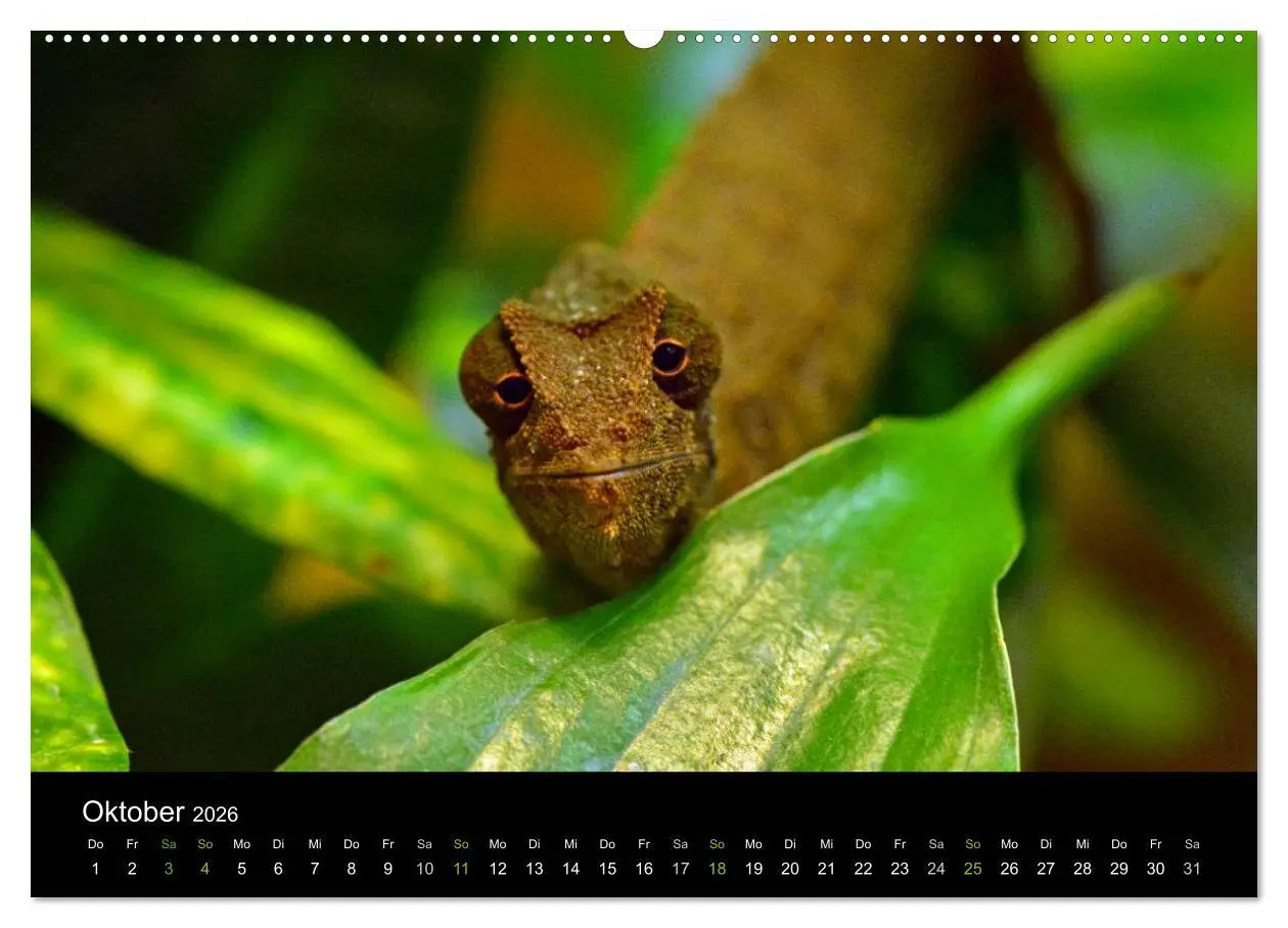 Bild: 9783516110111 | Reptilien (hochwertiger Premium Wandkalender 2026 DIN A2 quer),...