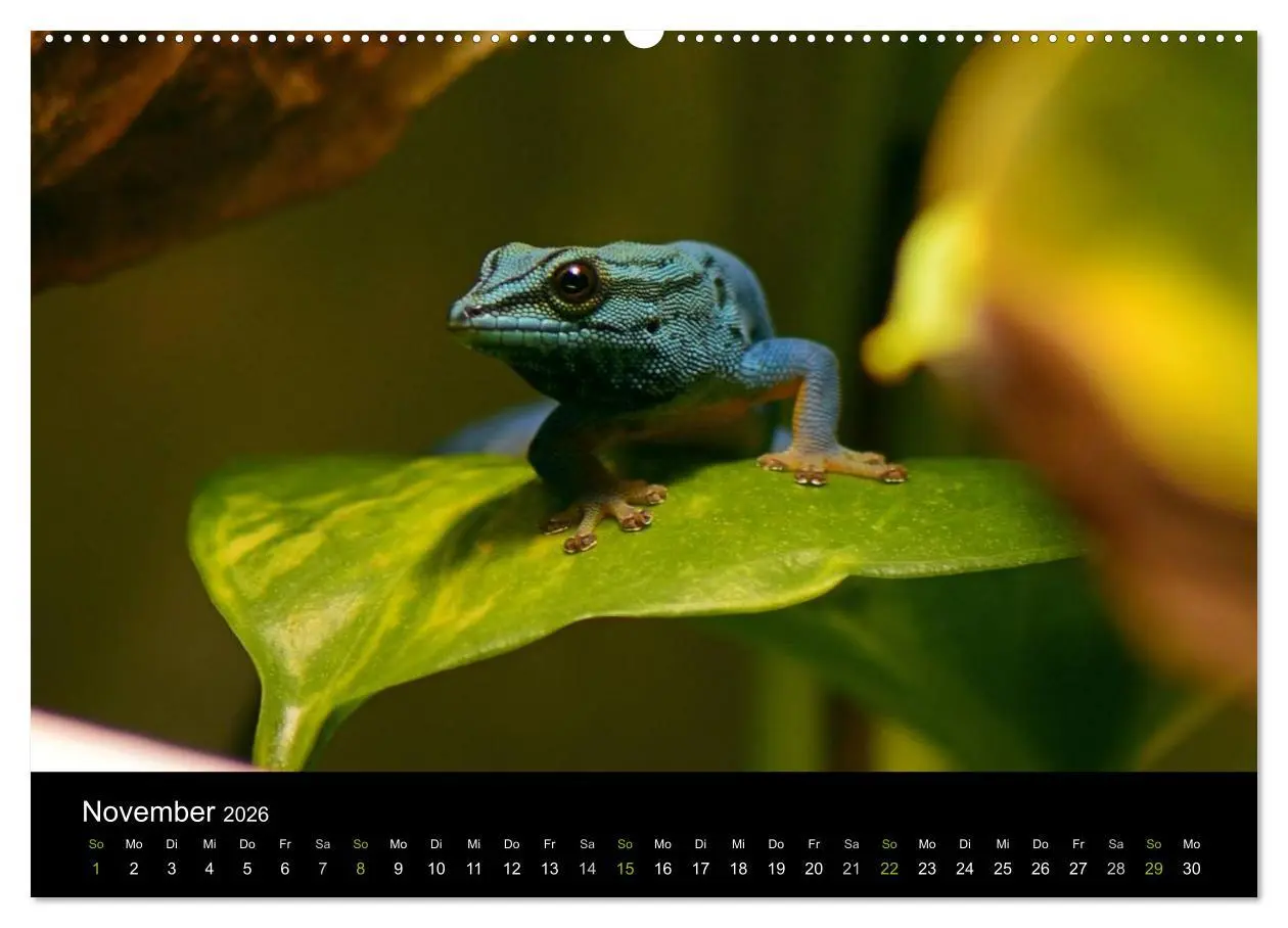 Bild: 9783516110111 | Reptilien (hochwertiger Premium Wandkalender 2026 DIN A2 quer),...