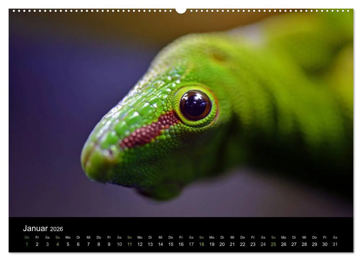 Bild: 9783516110111 | Reptilien (hochwertiger Premium Wandkalender 2026 DIN A2 quer),...
