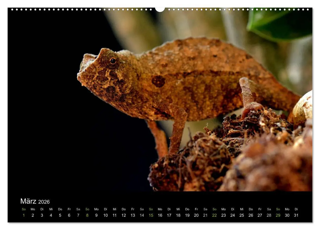 Bild: 9783516110111 | Reptilien (hochwertiger Premium Wandkalender 2026 DIN A2 quer),...