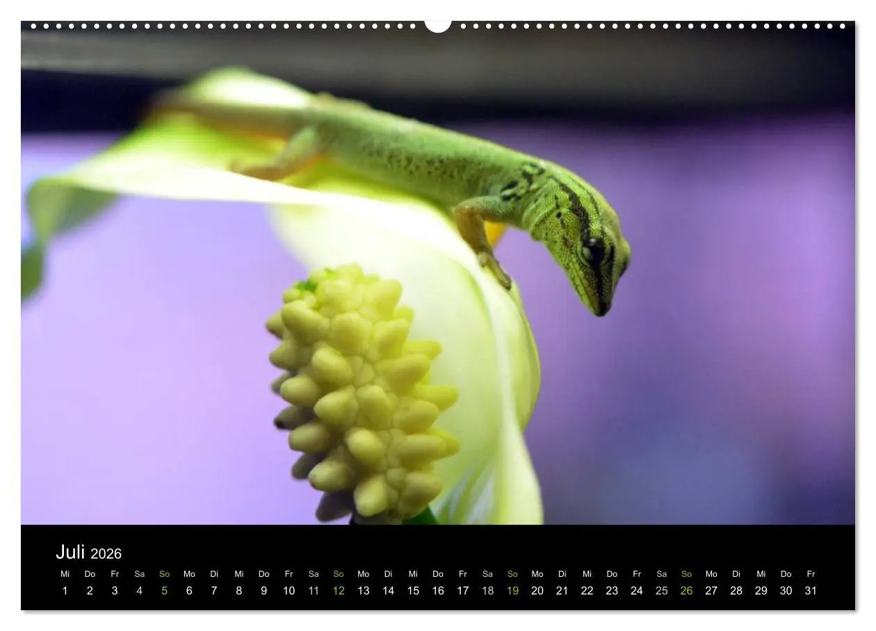 Bild: 9783516110111 | Reptilien (hochwertiger Premium Wandkalender 2026 DIN A2 quer),...