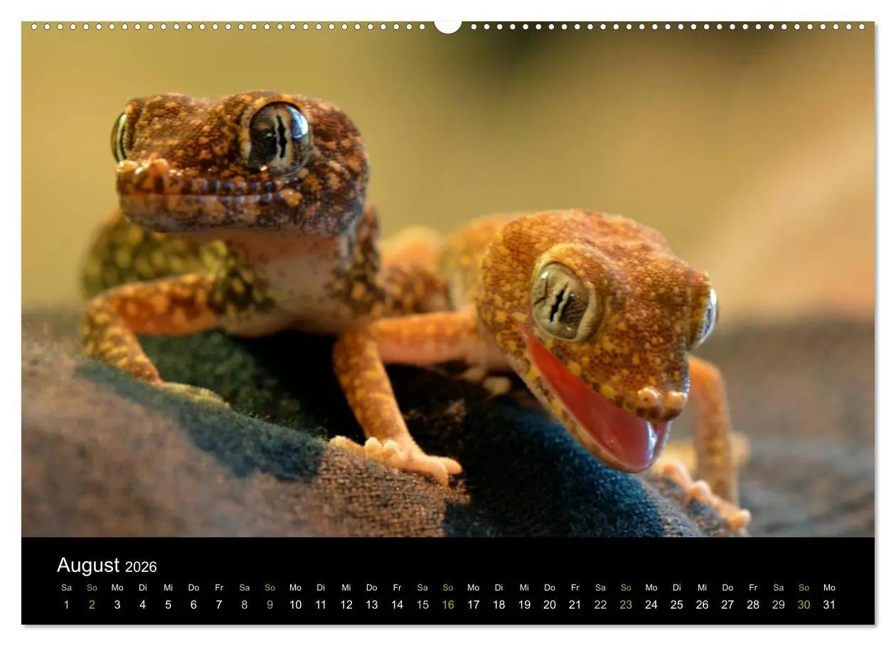 Bild: 9783516110111 | Reptilien (hochwertiger Premium Wandkalender 2026 DIN A2 quer),...