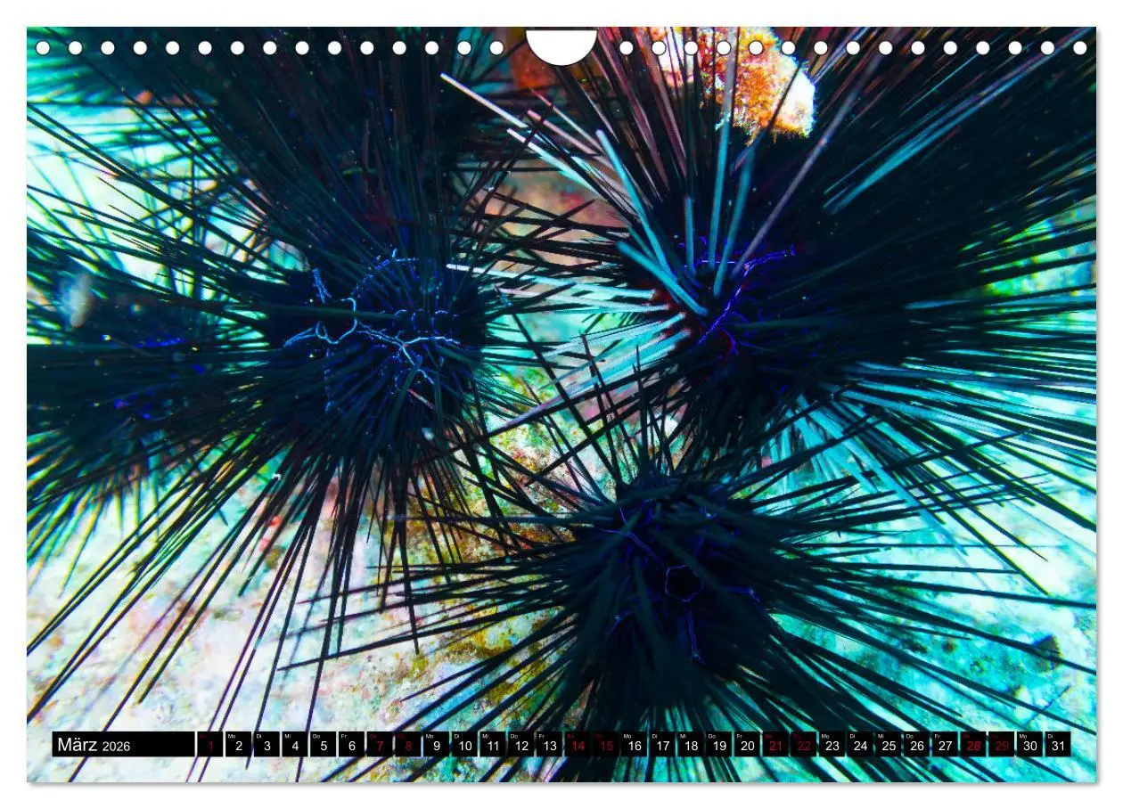 Bild: 9783457860311 | Tauchen auf den Sychellen (Wandkalender 2026 DIN A4 quer), CALVENDO...