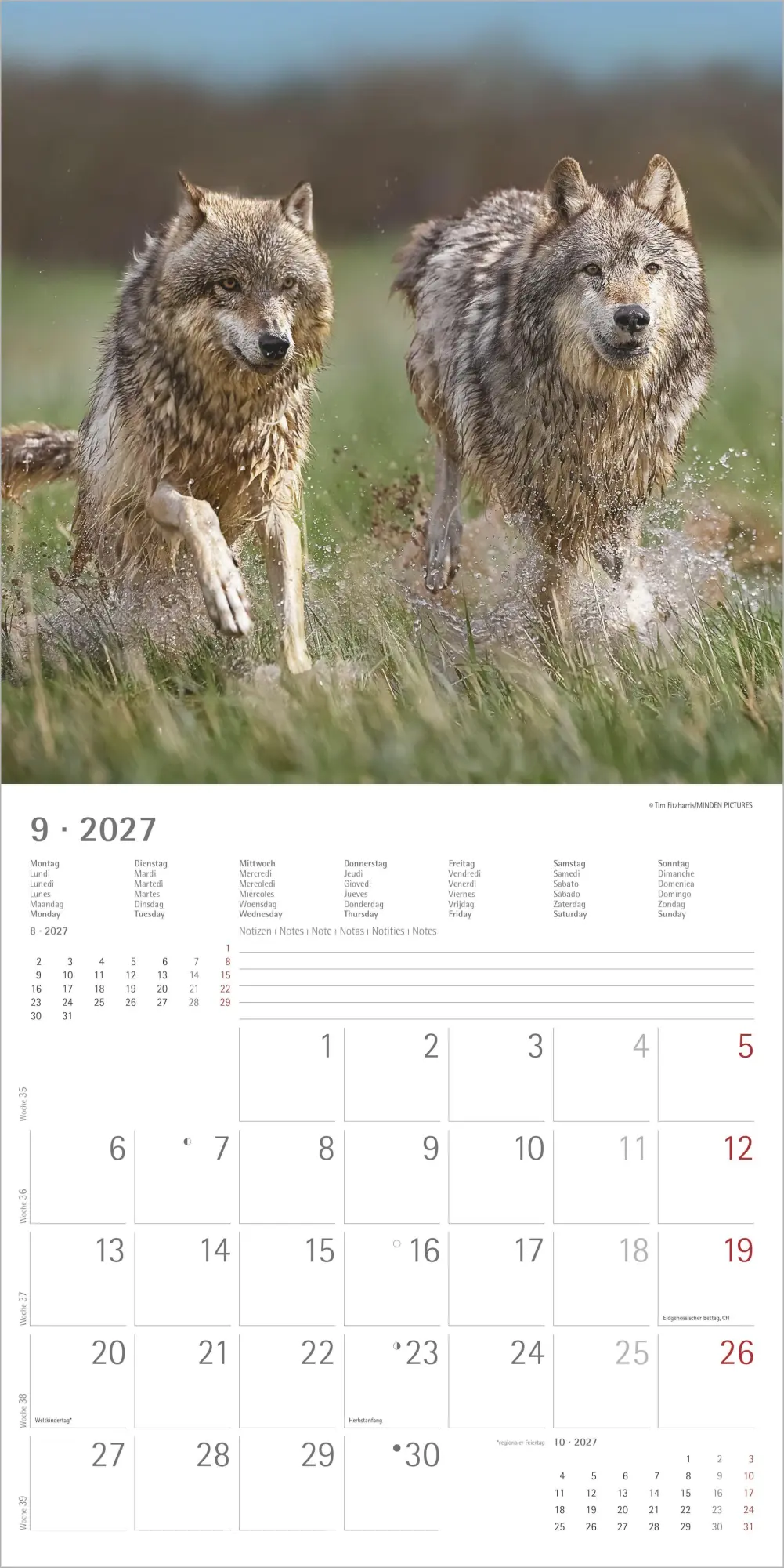 Bild: 4069095010611 | Wölfe 2027 | Neumann Verlage GmbH &amp; Co KG | Kalender | 14 S. | Deutsch