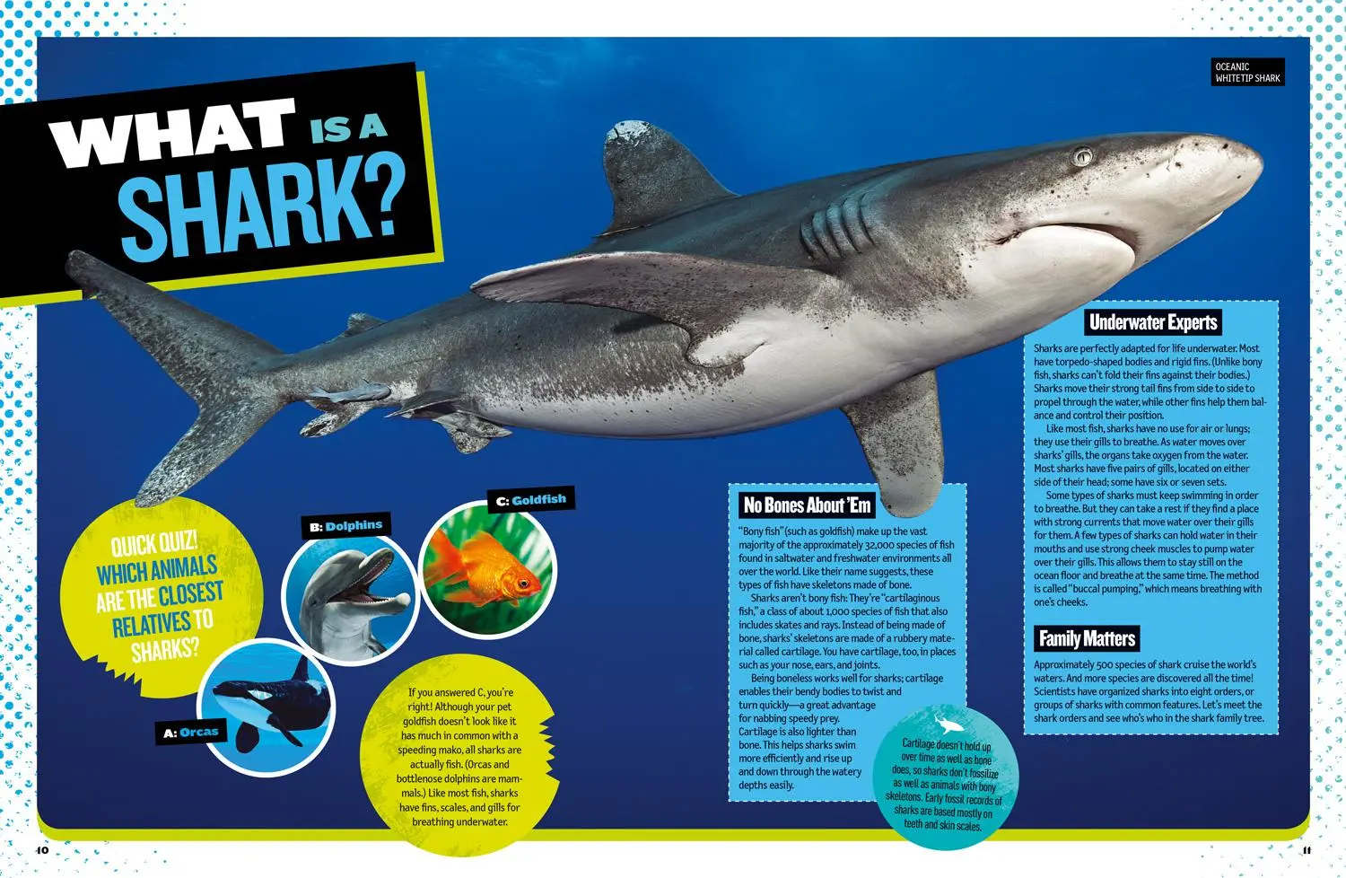 Bild: 9781426330711 | The Ultimate Book of Sharks | Brian Skerry | Buch | Englisch | 2018