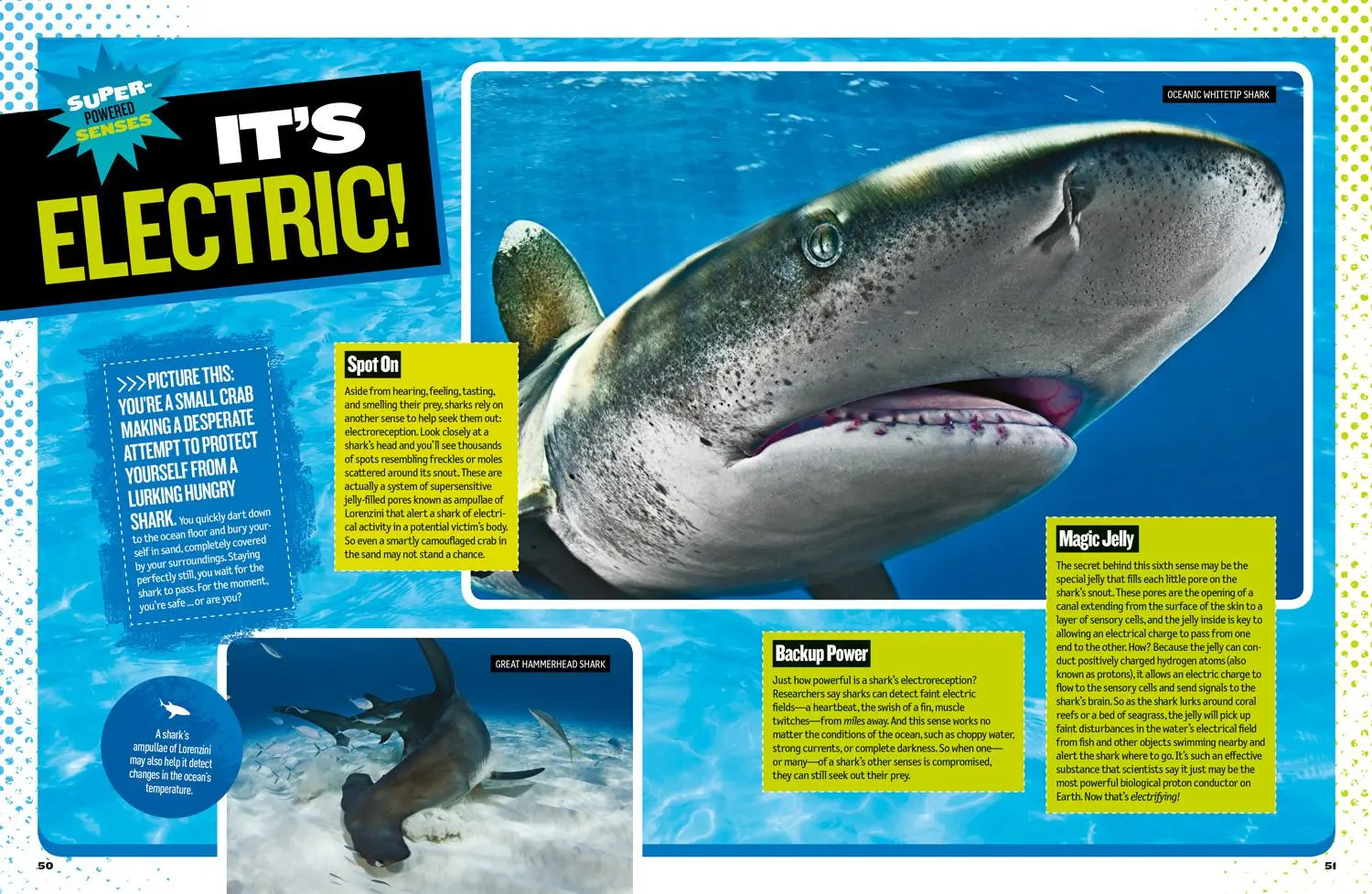 Bild: 9781426330711 | The Ultimate Book of Sharks | Brian Skerry | Buch | Englisch | 2018