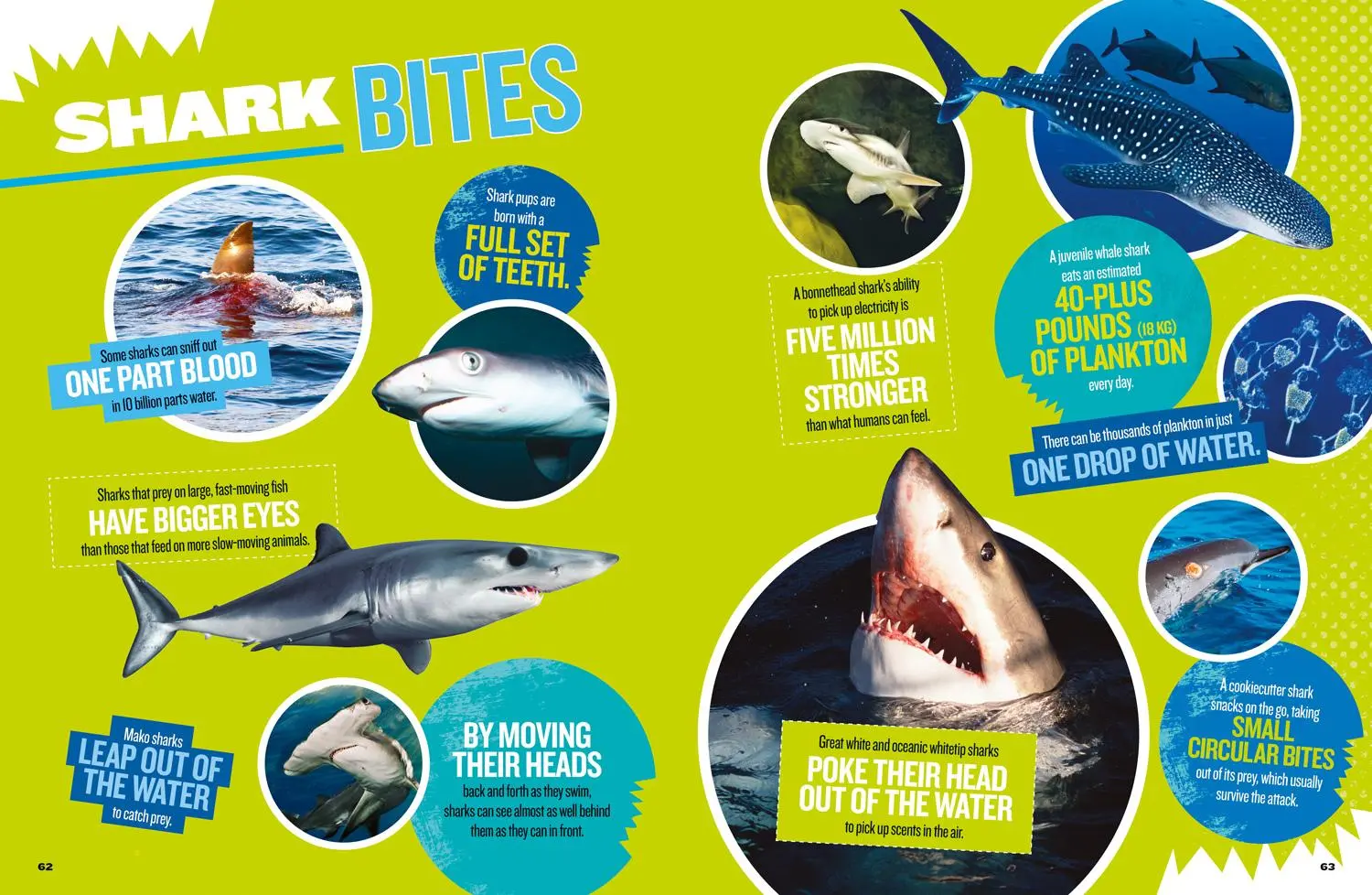 Bild: 9781426330711 | The Ultimate Book of Sharks | Brian Skerry | Buch | Englisch | 2018