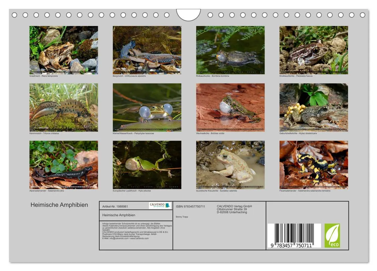 Bild: 9783457750711 | Heimische Amphibien (Wandkalender 2026 DIN A4 quer), CALVENDO...