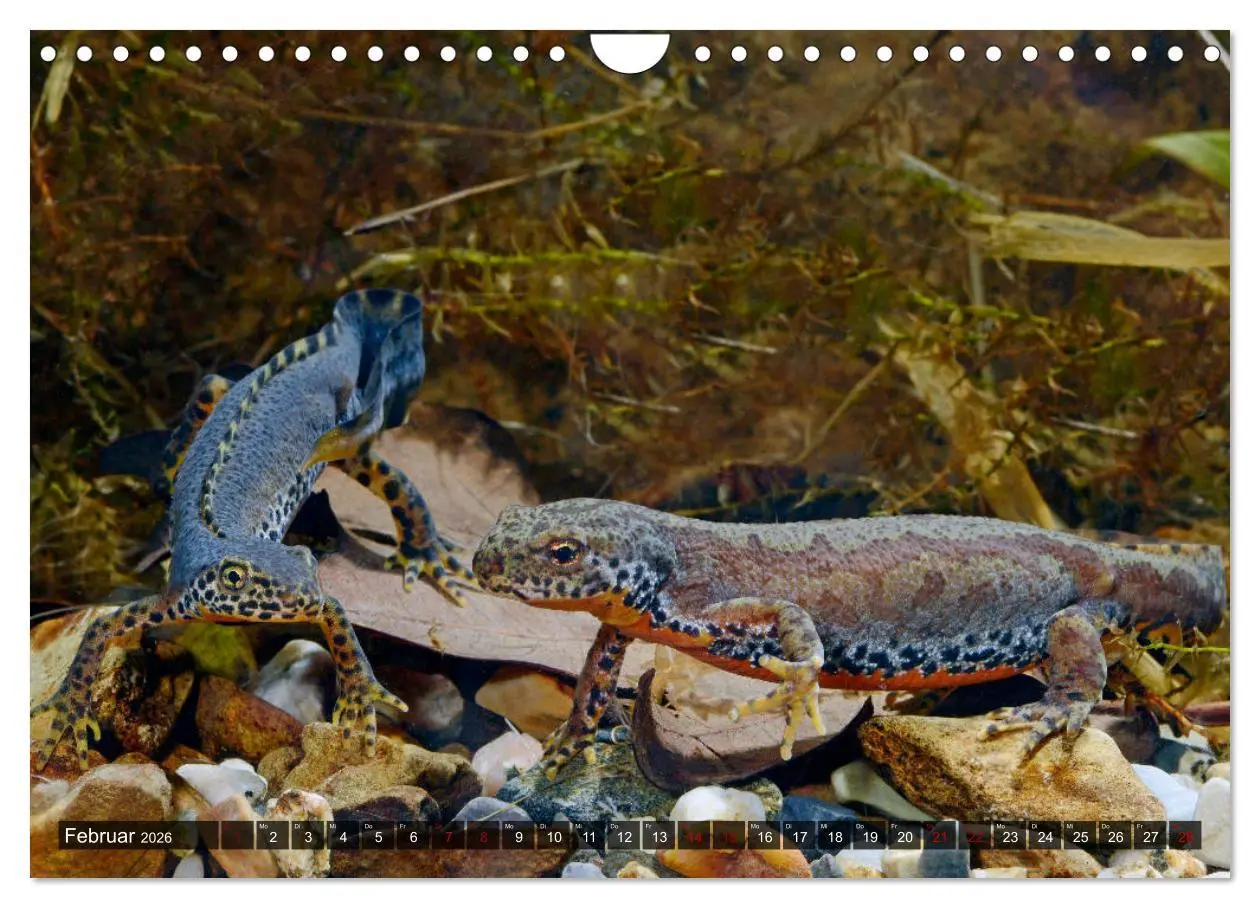 Bild: 9783457750711 | Heimische Amphibien (Wandkalender 2026 DIN A4 quer), CALVENDO...