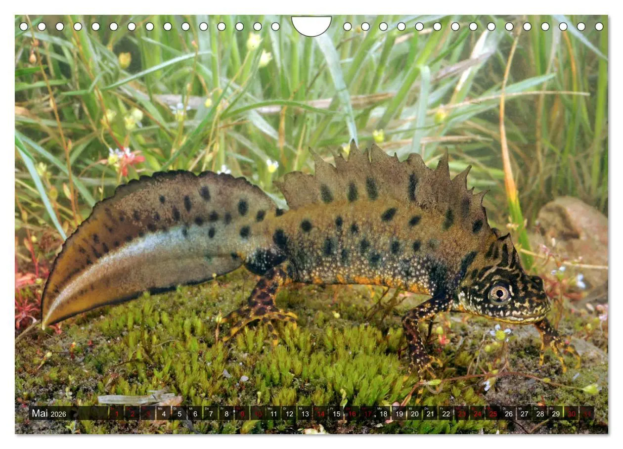 Bild: 9783457750711 | Heimische Amphibien (Wandkalender 2026 DIN A4 quer), CALVENDO...