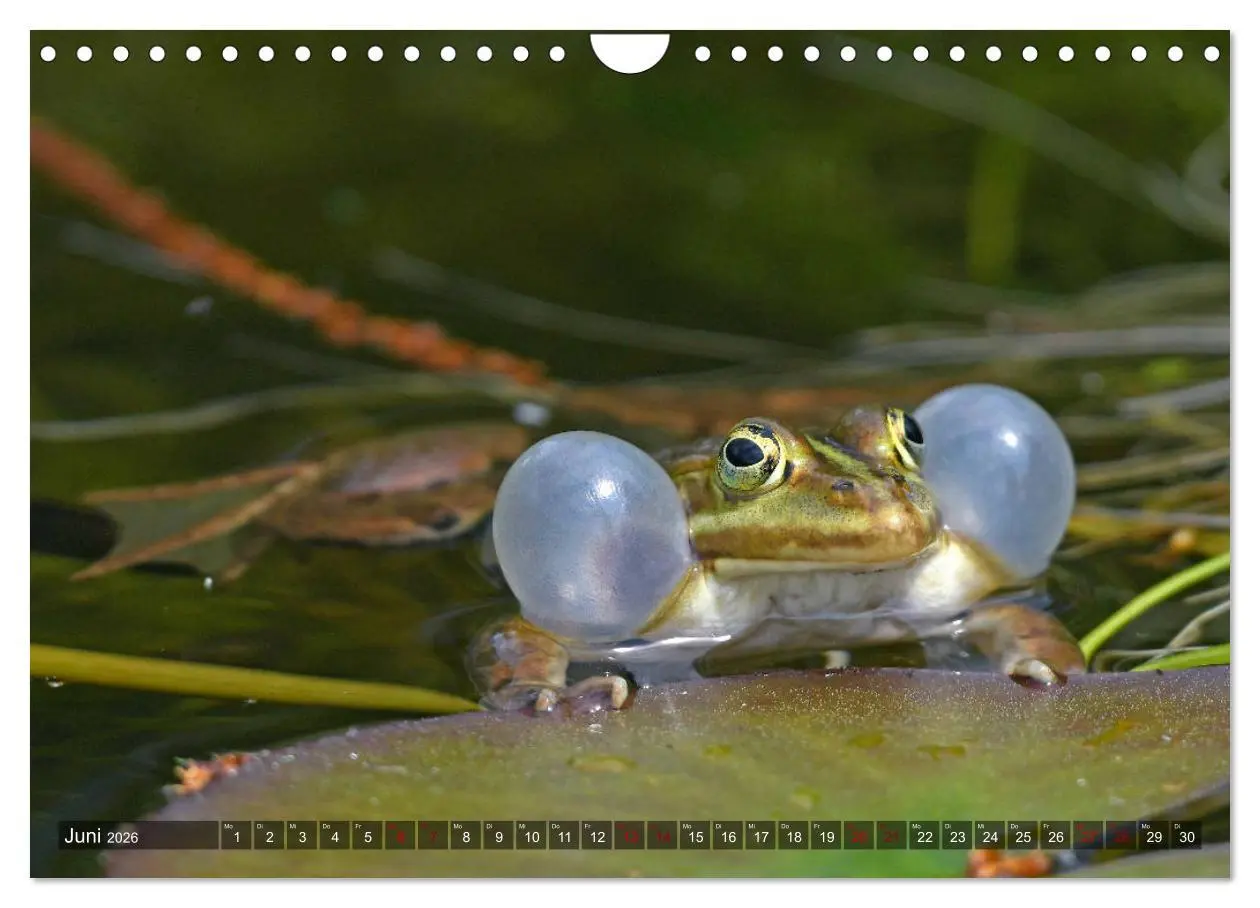 Bild: 9783457750711 | Heimische Amphibien (Wandkalender 2026 DIN A4 quer), CALVENDO...