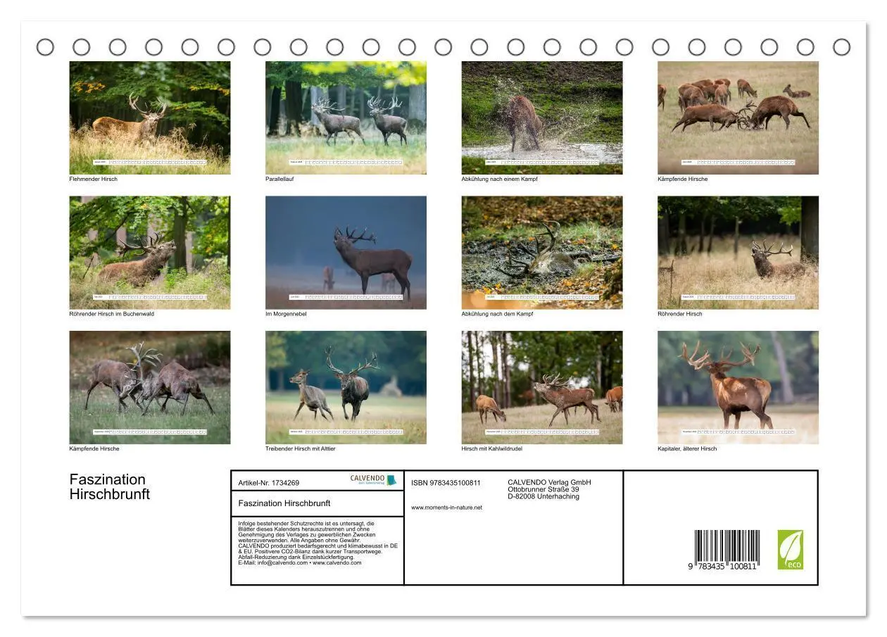 Bild: 9783435100811 | Faszination Hirschbrunft (Tischkalender 2025 DIN A5 quer), CALVENDO...