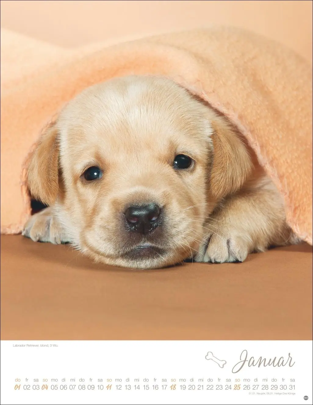 Bild: 9783756410811 | Hundekinder Posterkalender 2026 | Monika Wegler | Kalender | 14 S.