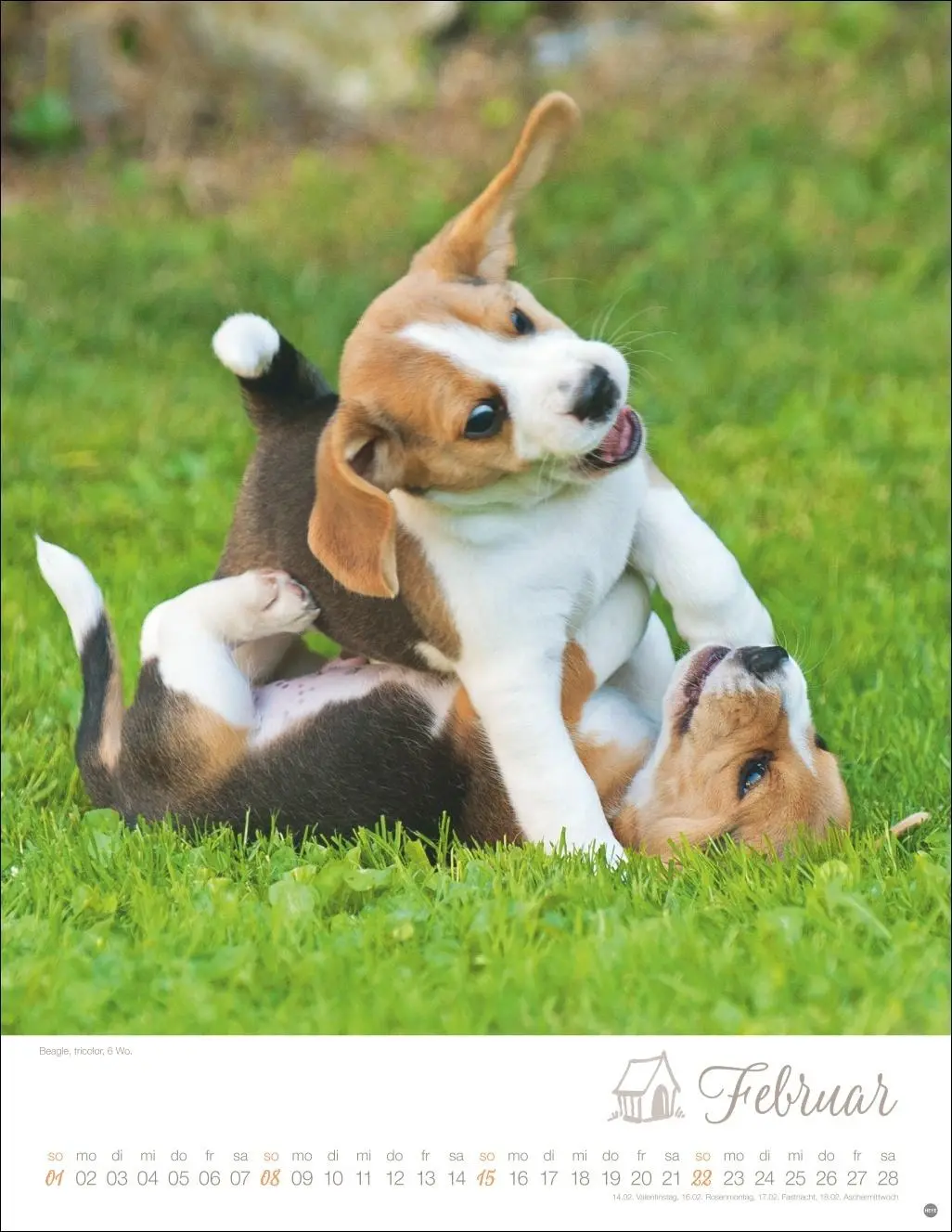 Bild: 9783756410811 | Hundekinder Posterkalender 2026 | Monika Wegler | Kalender | 14 S.