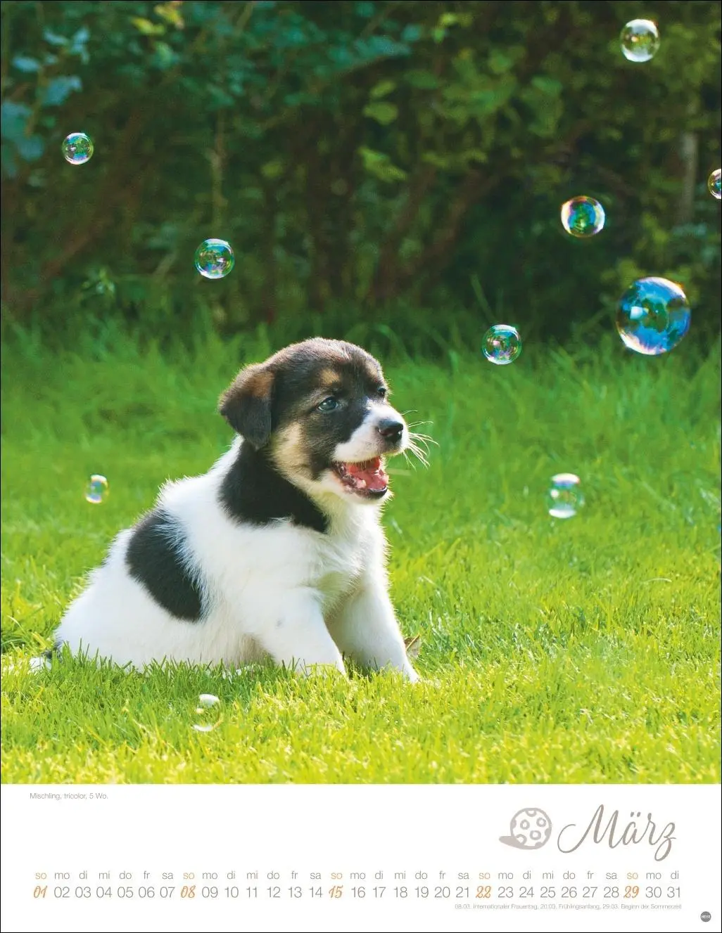 Bild: 9783756410811 | Hundekinder Posterkalender 2026 | Monika Wegler | Kalender | 14 S.