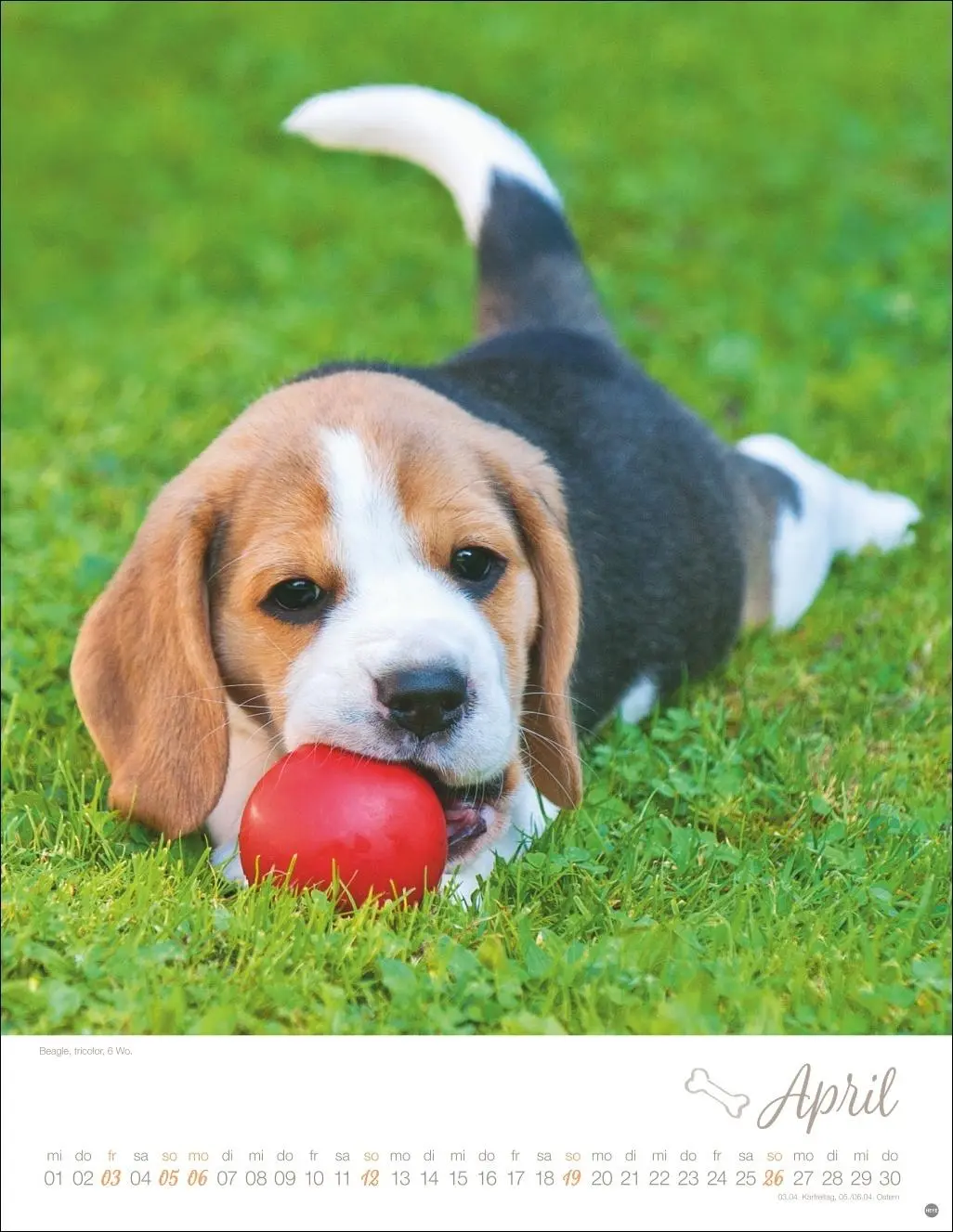 Bild: 9783756410811 | Hundekinder Posterkalender 2026 | Monika Wegler | Kalender | 14 S.