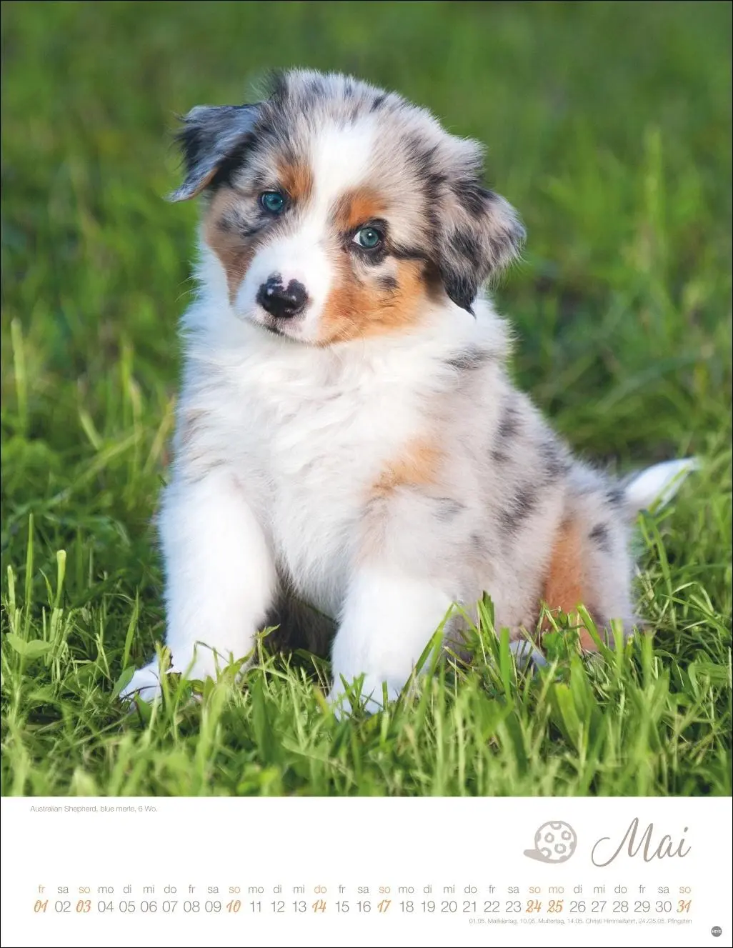 Bild: 9783756410811 | Hundekinder Posterkalender 2026 | Monika Wegler | Kalender | 14 S.