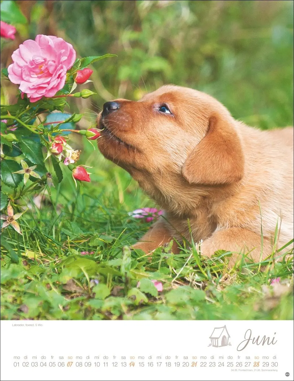 Bild: 9783756410811 | Hundekinder Posterkalender 2026 | Monika Wegler | Kalender | 14 S.