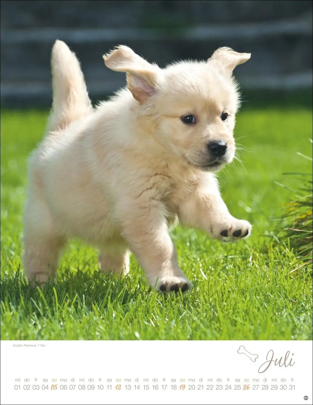 Bild: 9783756410811 | Hundekinder Posterkalender 2026 | Monika Wegler | Kalender | 14 S.