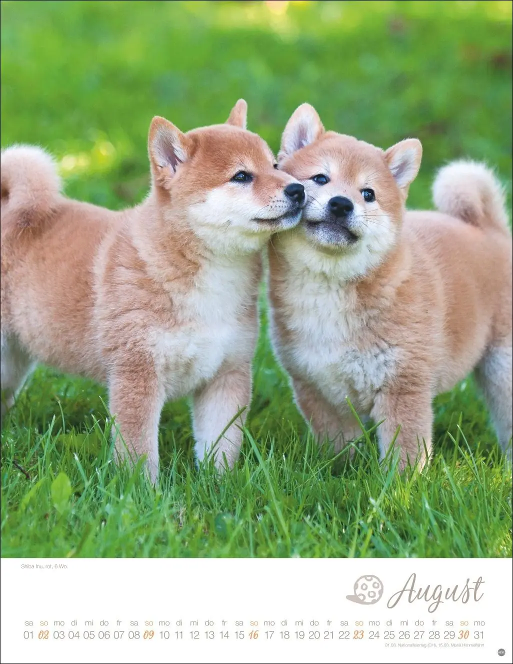 Bild: 9783756410811 | Hundekinder Posterkalender 2026 | Monika Wegler | Kalender | 14 S.