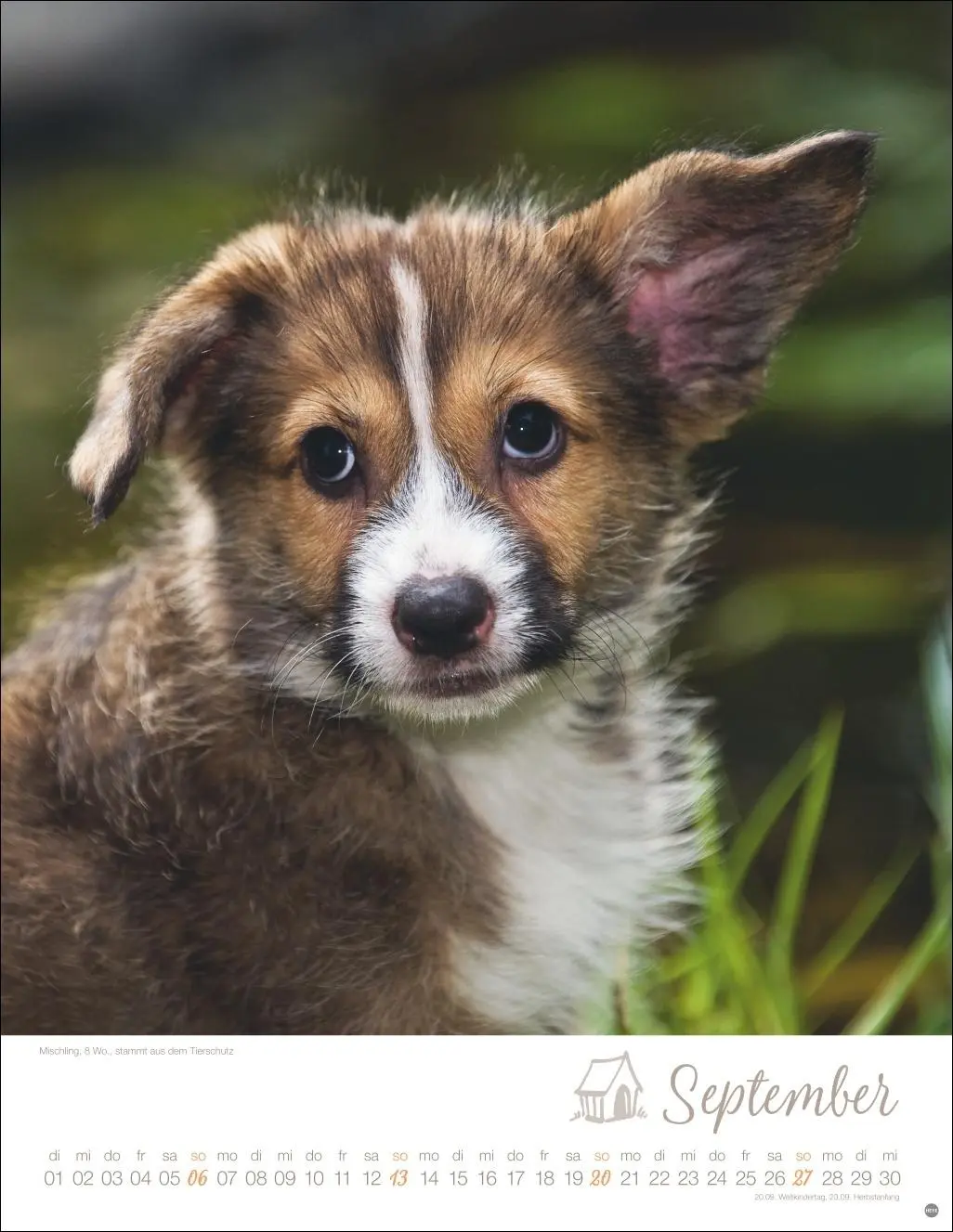 Bild: 9783756410811 | Hundekinder Posterkalender 2026 | Monika Wegler | Kalender | 14 S.